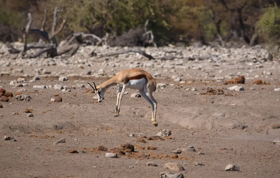 Namibia_Etosha_444.jpg