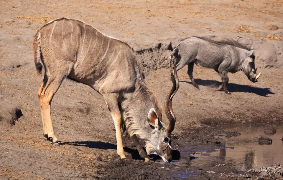 Namibia_Etosha_462.jpg