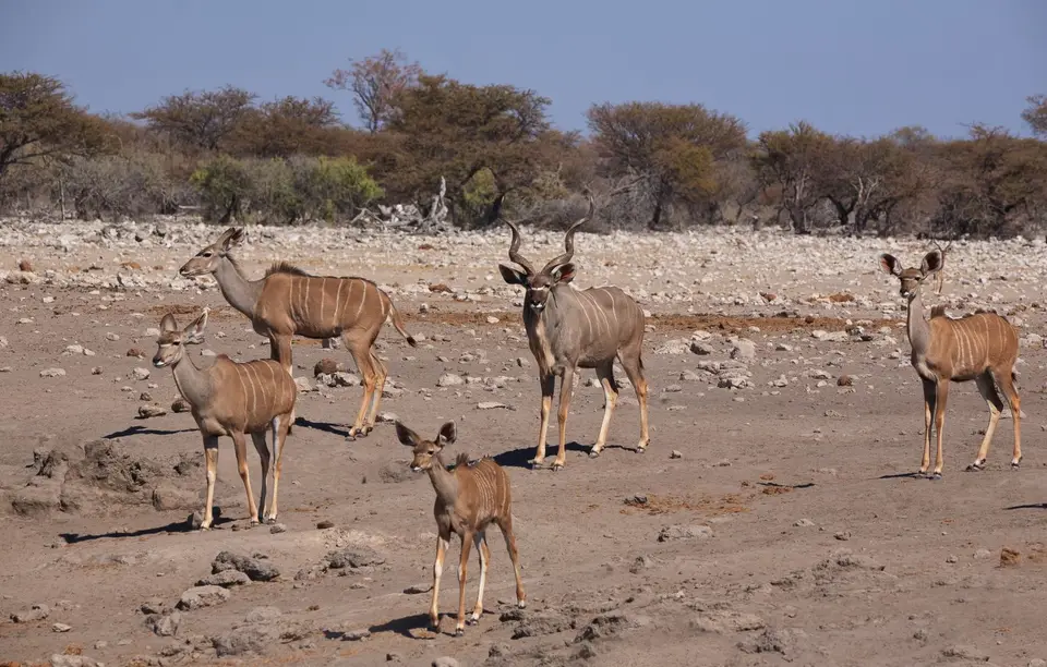 Namibia_Etosha_468.jpg