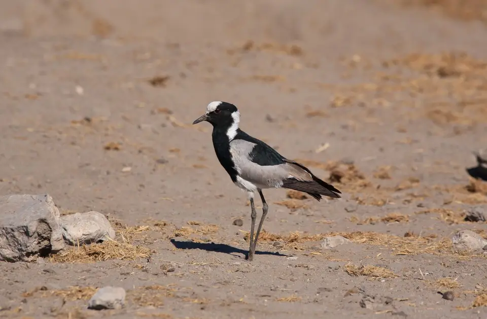 Namibia_Etosha_488.jpg