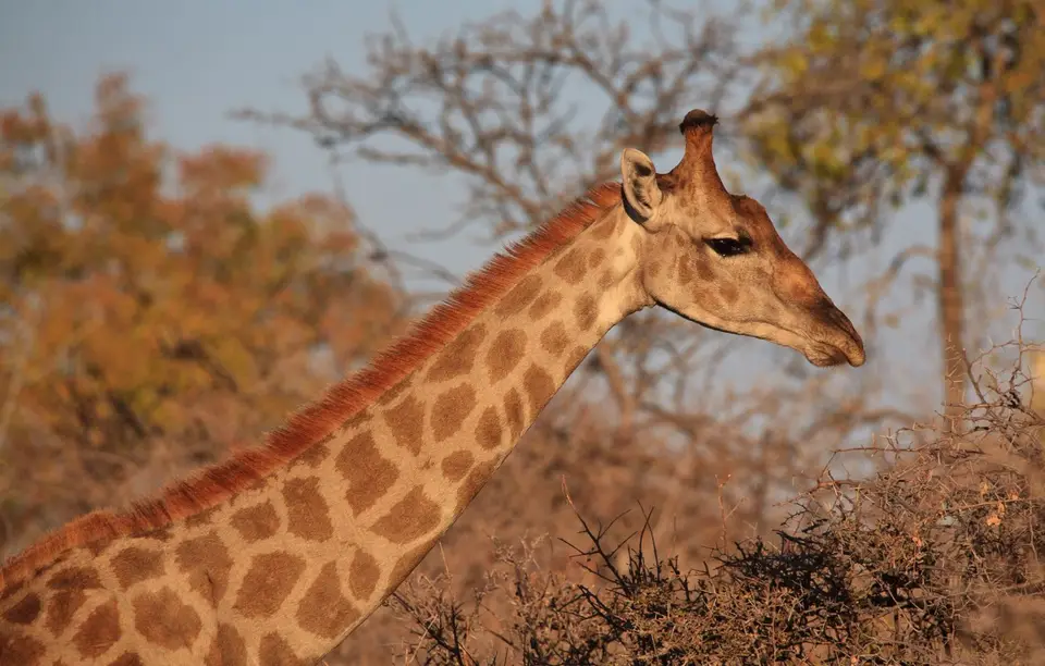 Namibia_Etosha_490.jpg
