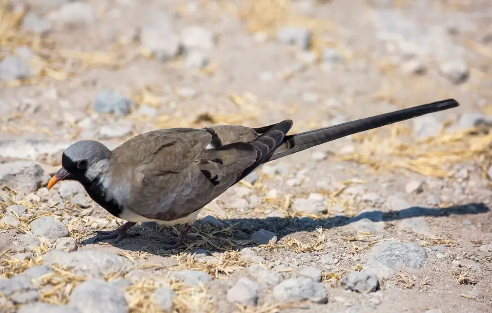 Namibia_Etosha_528.jpg