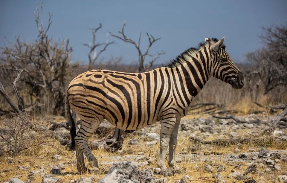 Namibia_Etosha_529.jpg