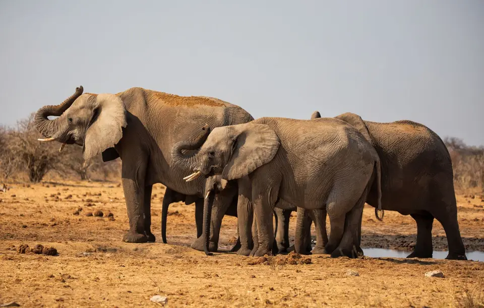 Namibia_Etosha_545.jpg