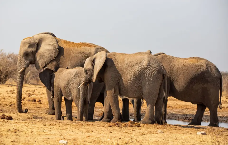 Namibia_Etosha_548.jpg