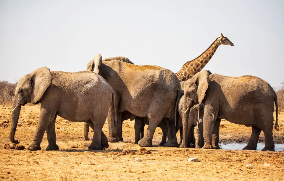 Namibia_Etosha_553.jpg
