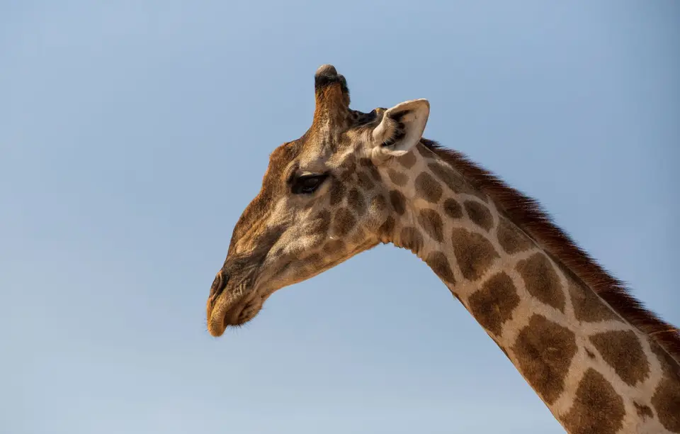 Namibia_Etosha_556.jpg