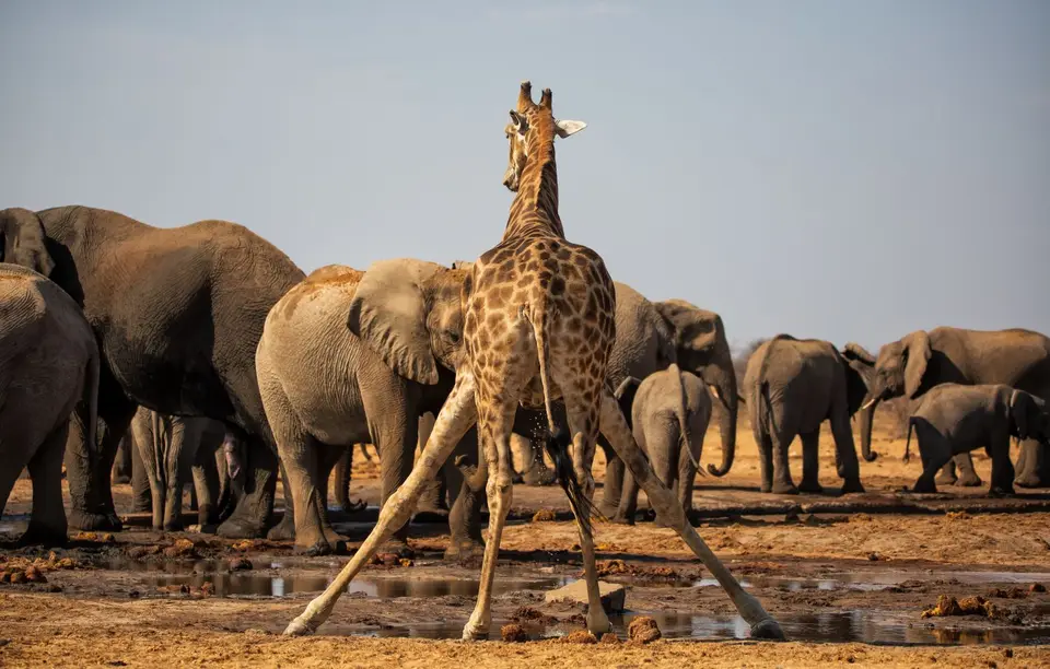 Namibia_Etosha_562.jpg