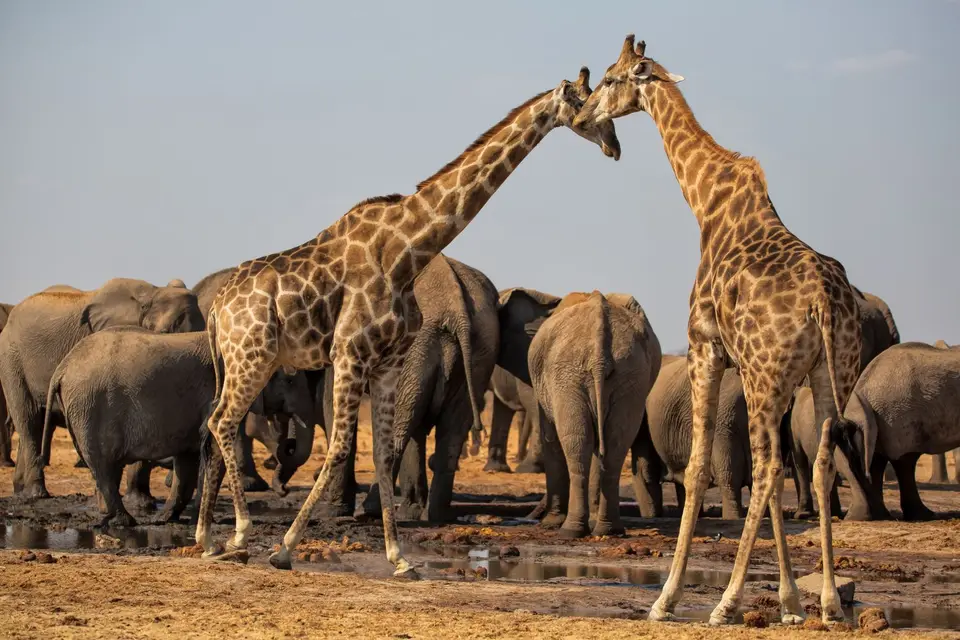 Namibia_Etosha_564.jpg