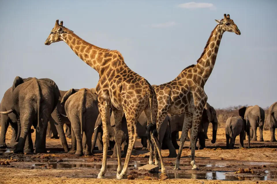 Namibia_Etosha_565.jpg
