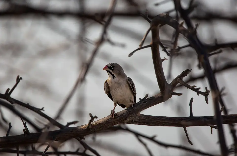 Namibia_Etosha_571.jpg