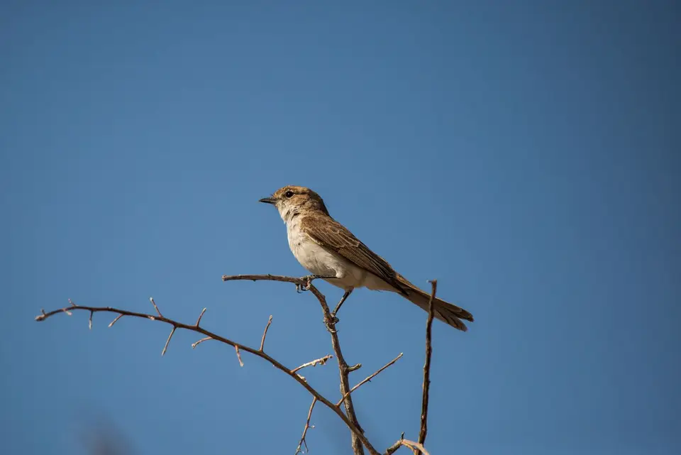 Namibia_Etosha_573.jpg