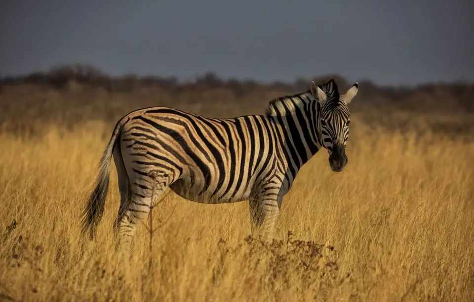 Namibia_Etosha_574.jpg