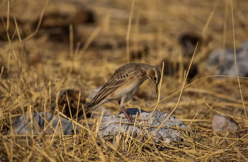 Namibia_Etosha_576.jpg