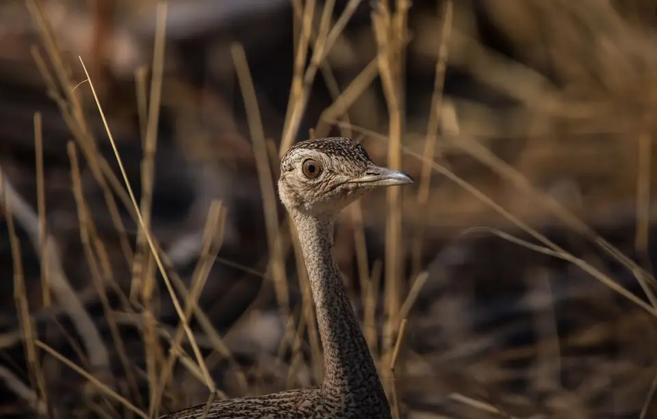 Namibia_Etosha_578.jpg