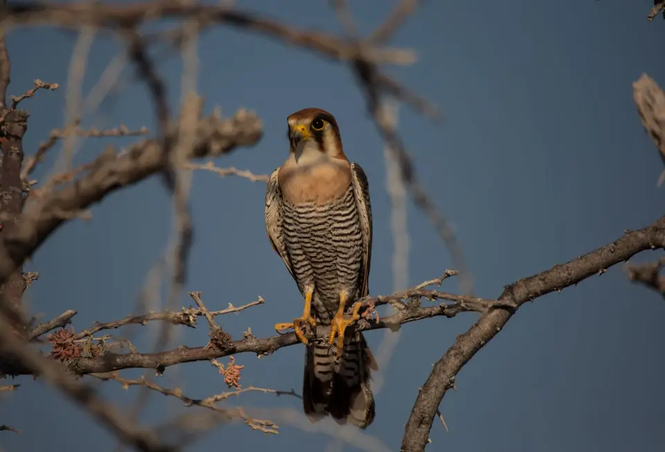 Namibia_Etosha_583.jpg