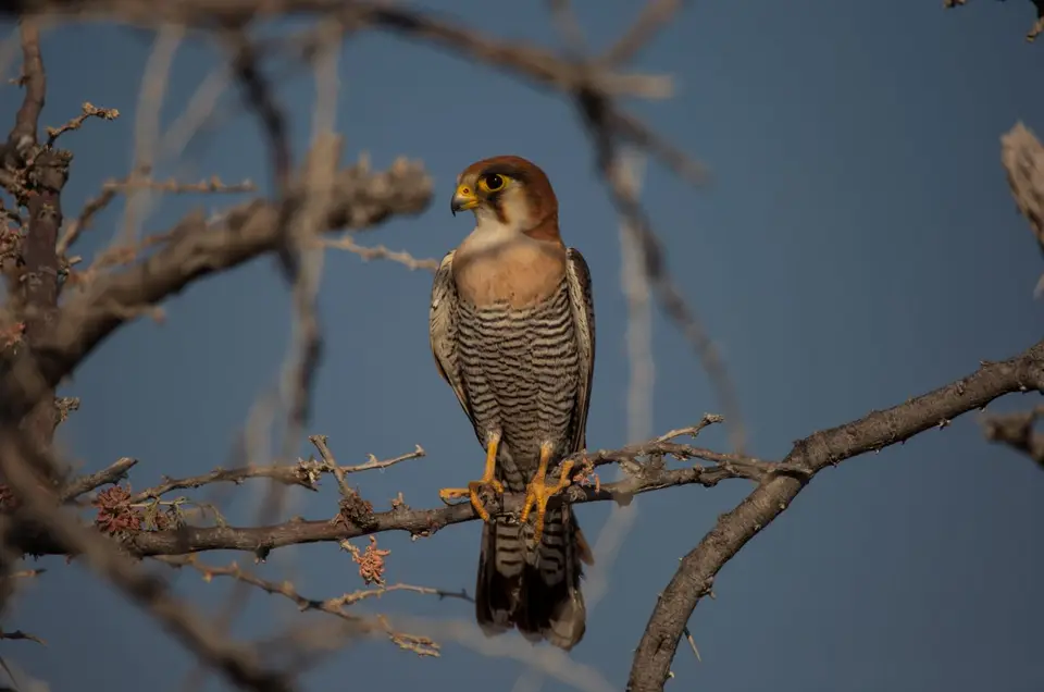 Namibia_Etosha_584.jpg
