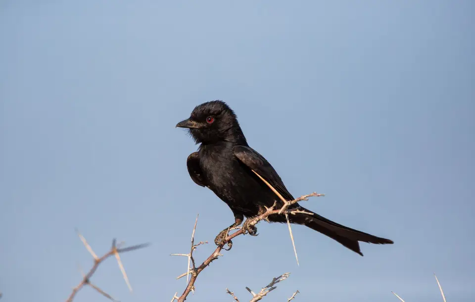 Namibia_Etosha_586.jpg
