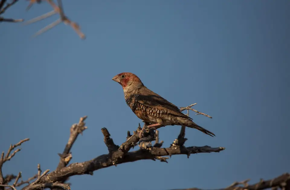 Namibia_Etosha_588.jpg