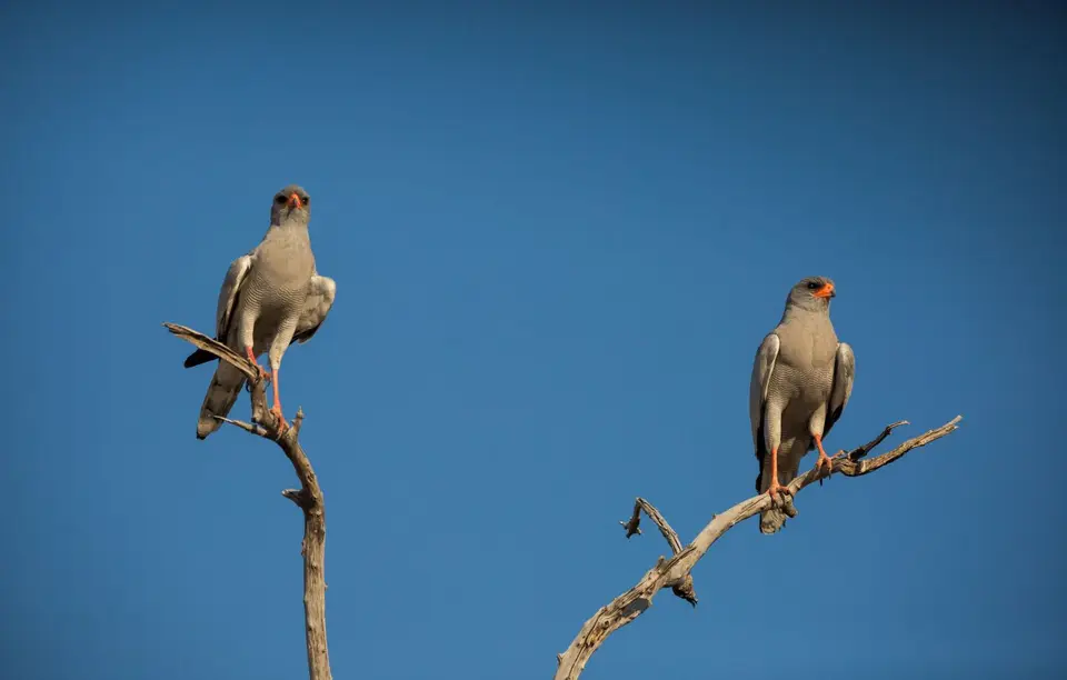 Namibia_Etosha_591.jpg