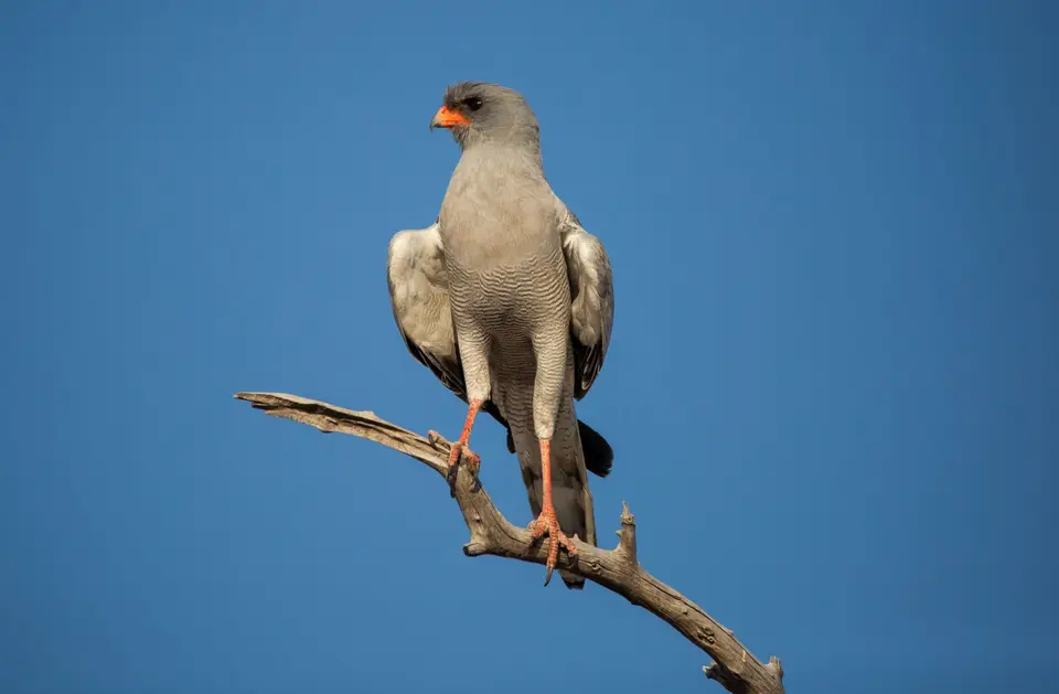 Namibia_Etosha_593.jpg