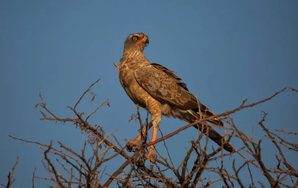 Namibia_Etosha_596.jpg