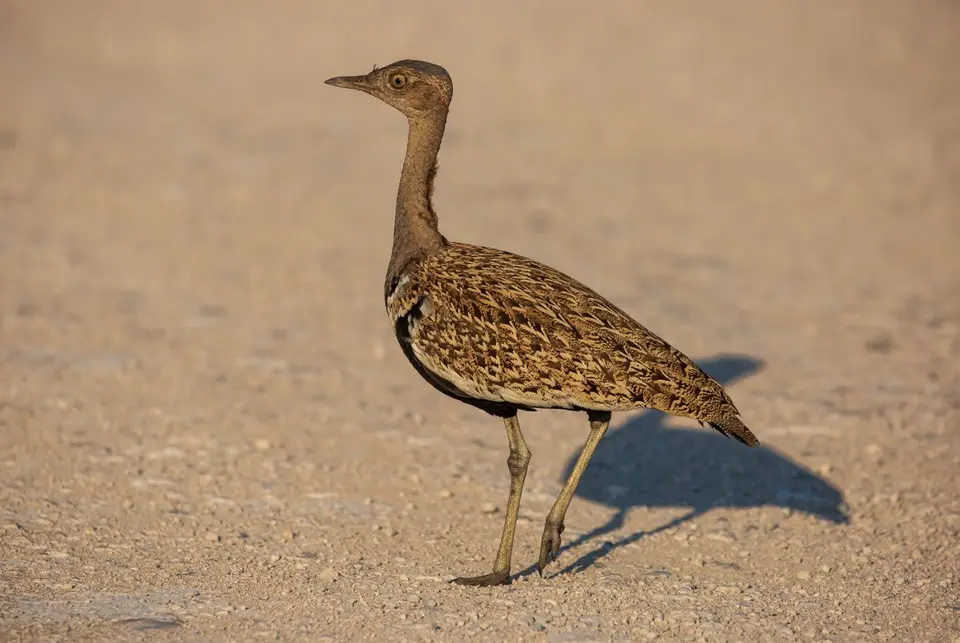 Namibia_Etosha_599.jpg