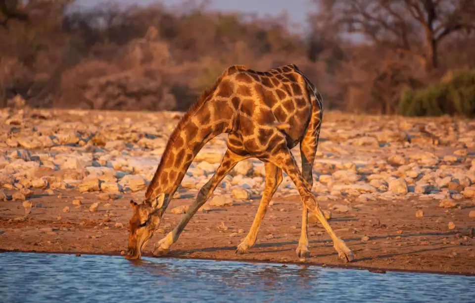 Namibia_Etosha_601.jpg