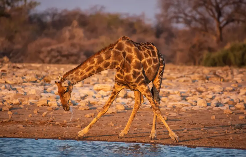 Namibia_Etosha_602.jpg