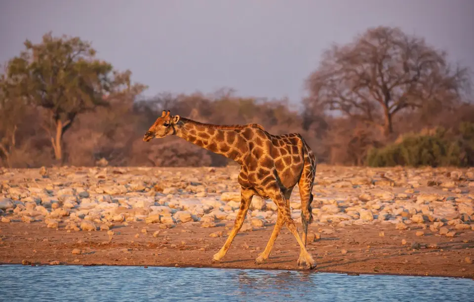 Namibia_Etosha_604.jpg