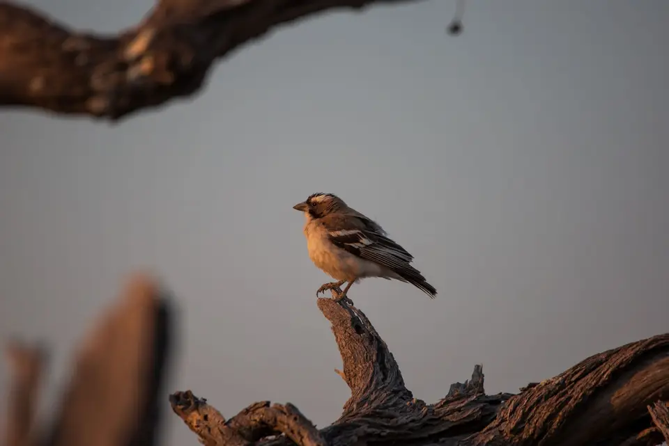 Namibia_Etosha_606.jpg