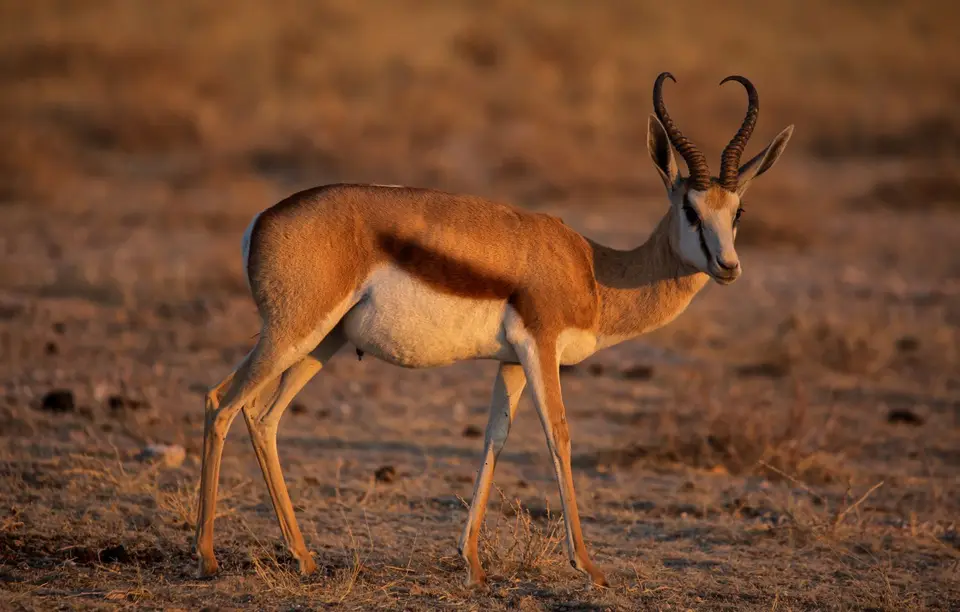 Namibia_Etosha_609.jpg