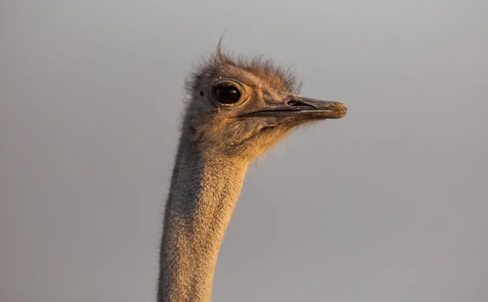 Namibia_Etosha_610.jpg