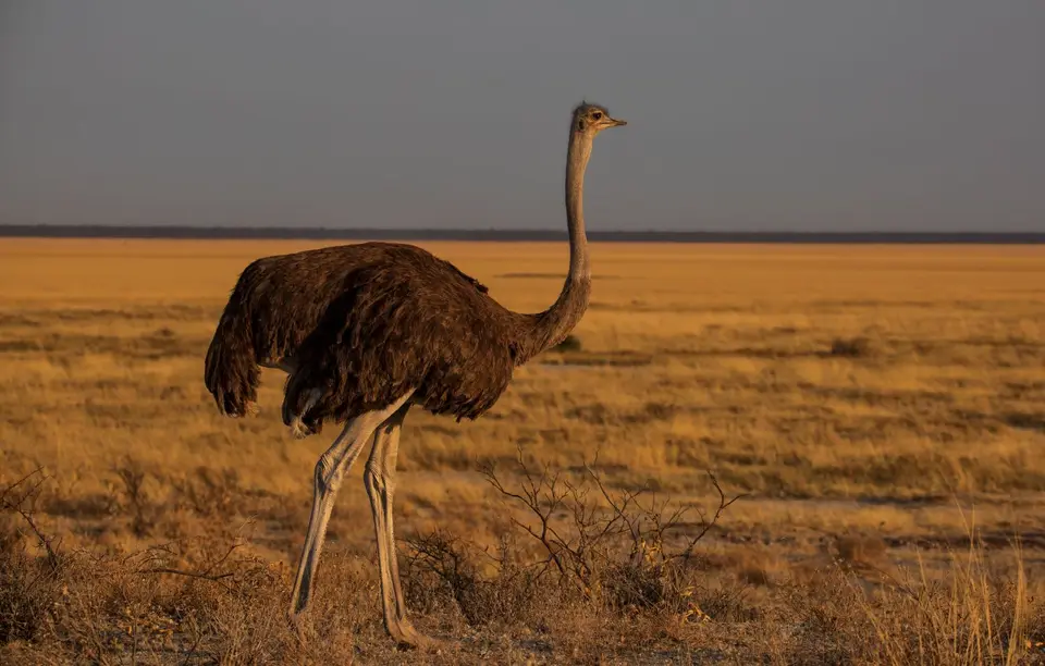 Namibia_Etosha_611.jpg
