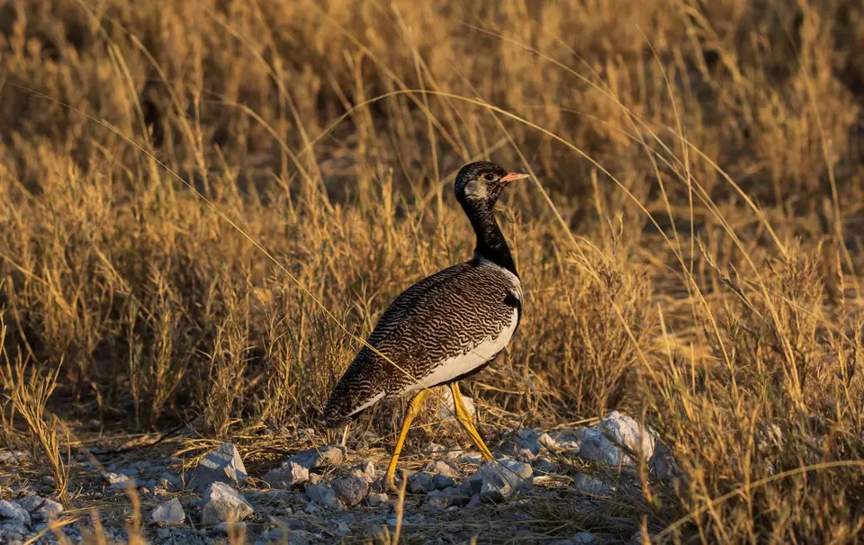 Namibia_Etosha_615.jpg