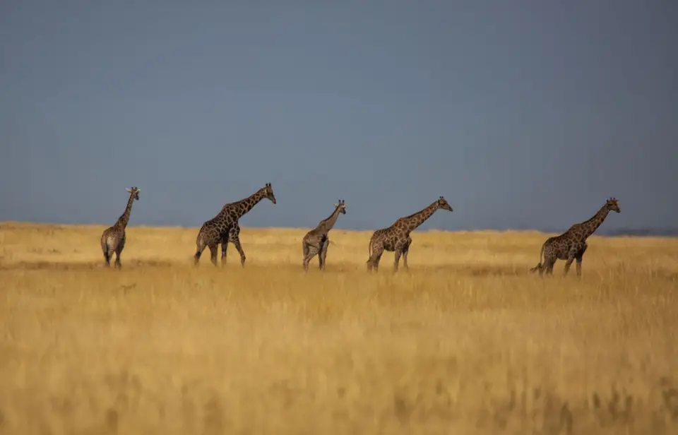 Namibia_Etosha_624.jpg