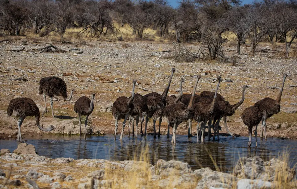 Namibia_Etosha_627.jpg