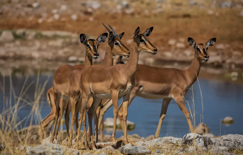 Namibia_Etosha_630.jpg