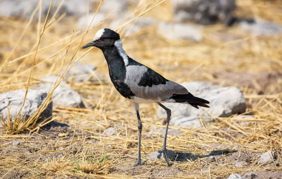 Namibia_Etosha_631.jpg