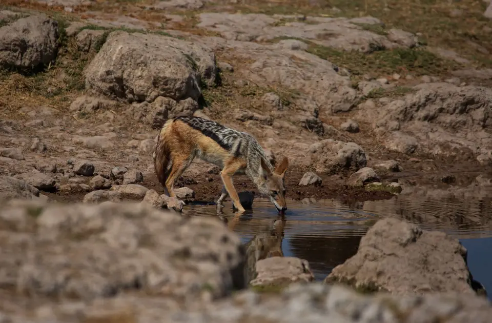 Namibia_Etosha_632.jpg