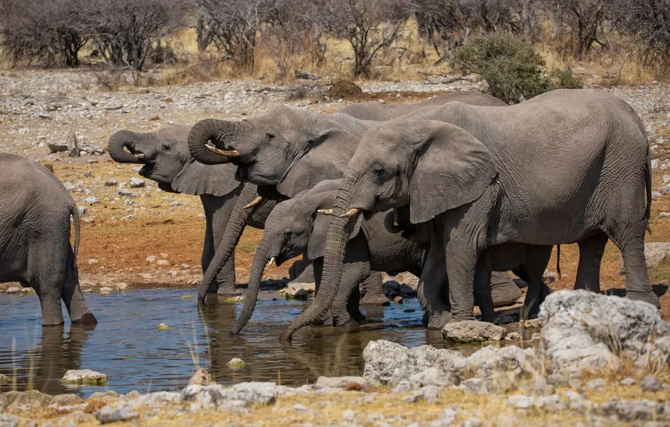 Namibia_Etosha_637.jpg