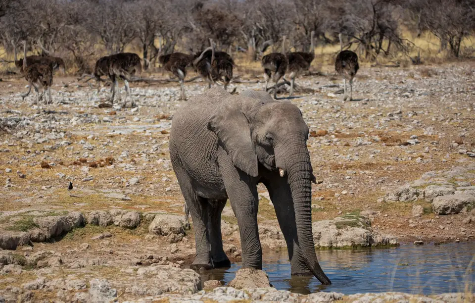 Namibia_Etosha_639.jpg