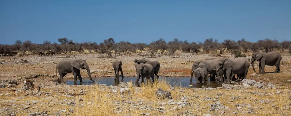 Namibia_Etosha_643.jpg