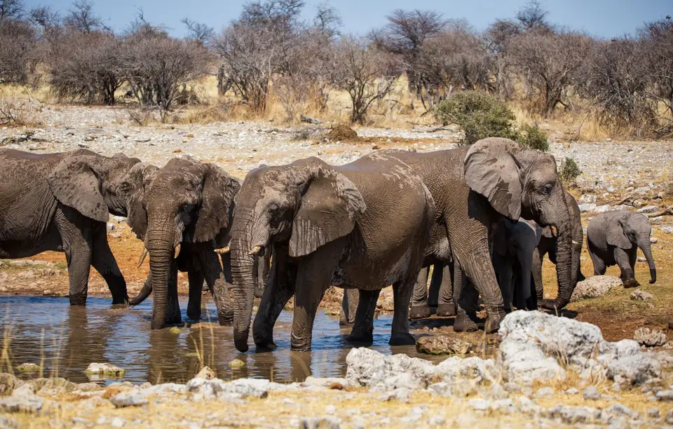 Namibia_Etosha_651.jpg
