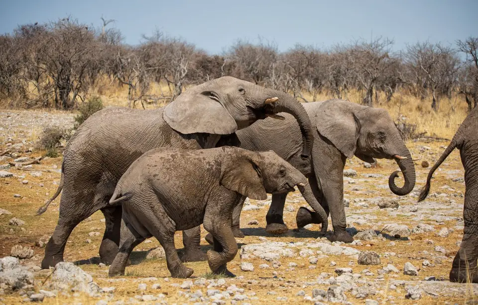 Namibia_Etosha_655.jpg