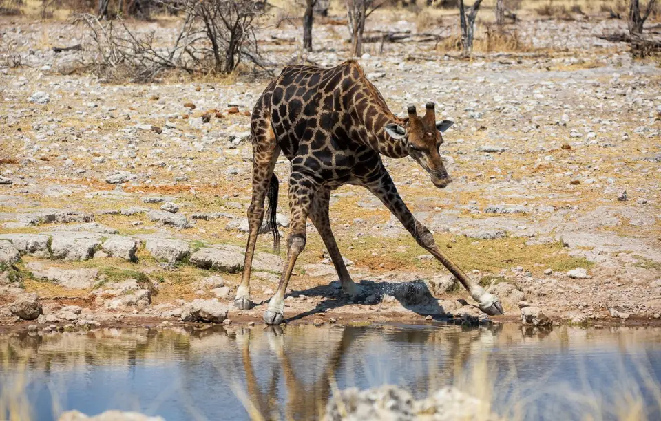 Namibia_Etosha_657.jpg