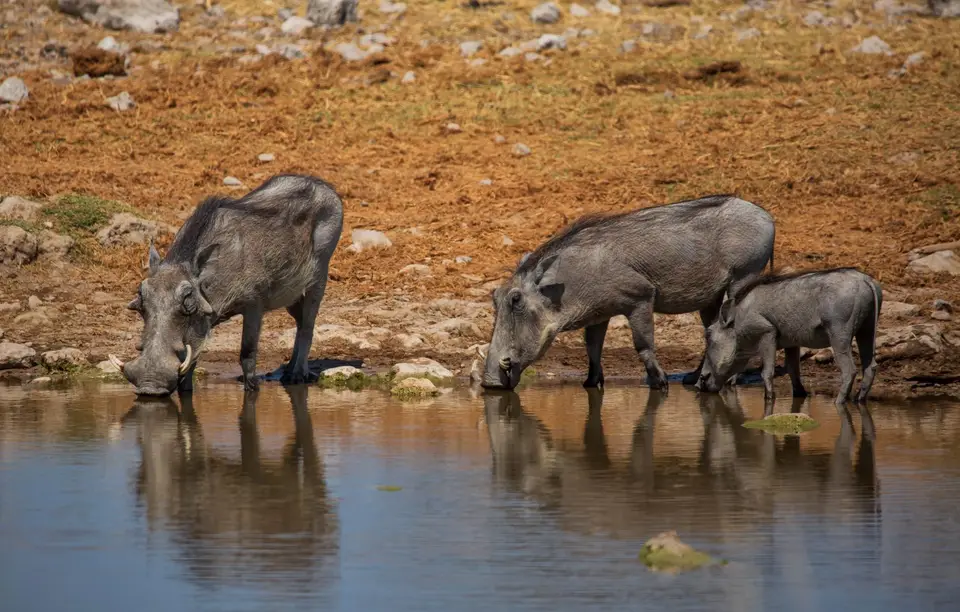 Namibia_Etosha_660.jpg