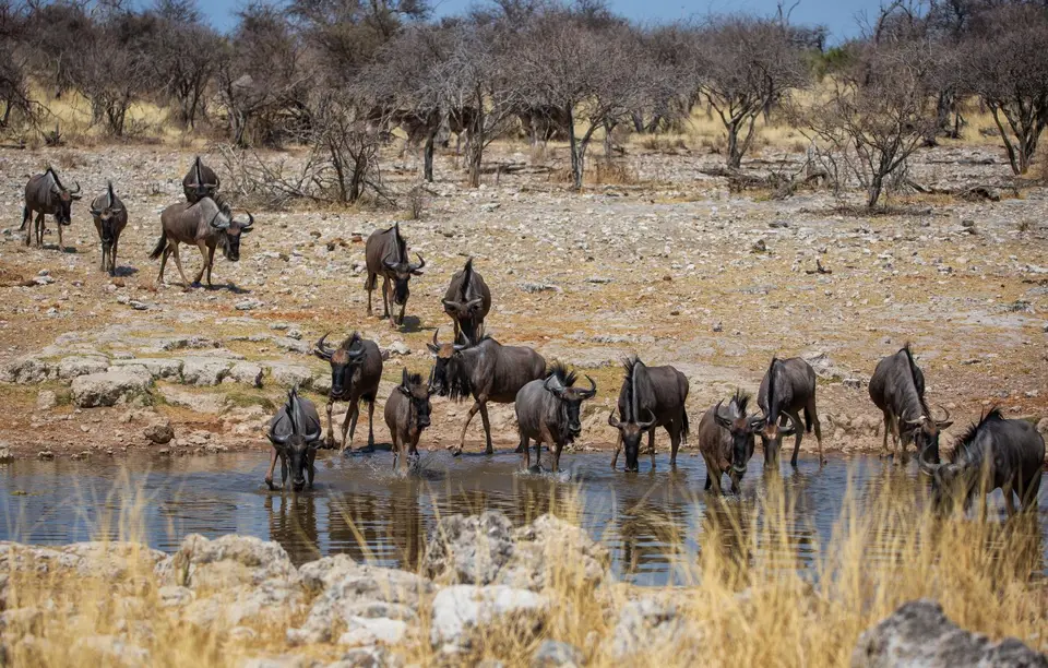 Namibia_Etosha_663.jpg