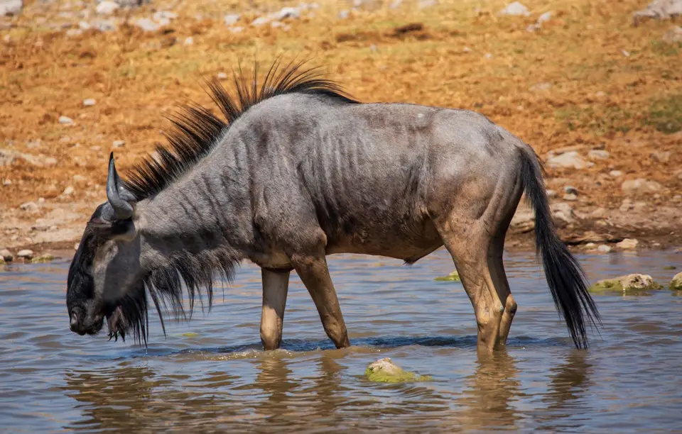 Namibia_Etosha_667.jpg