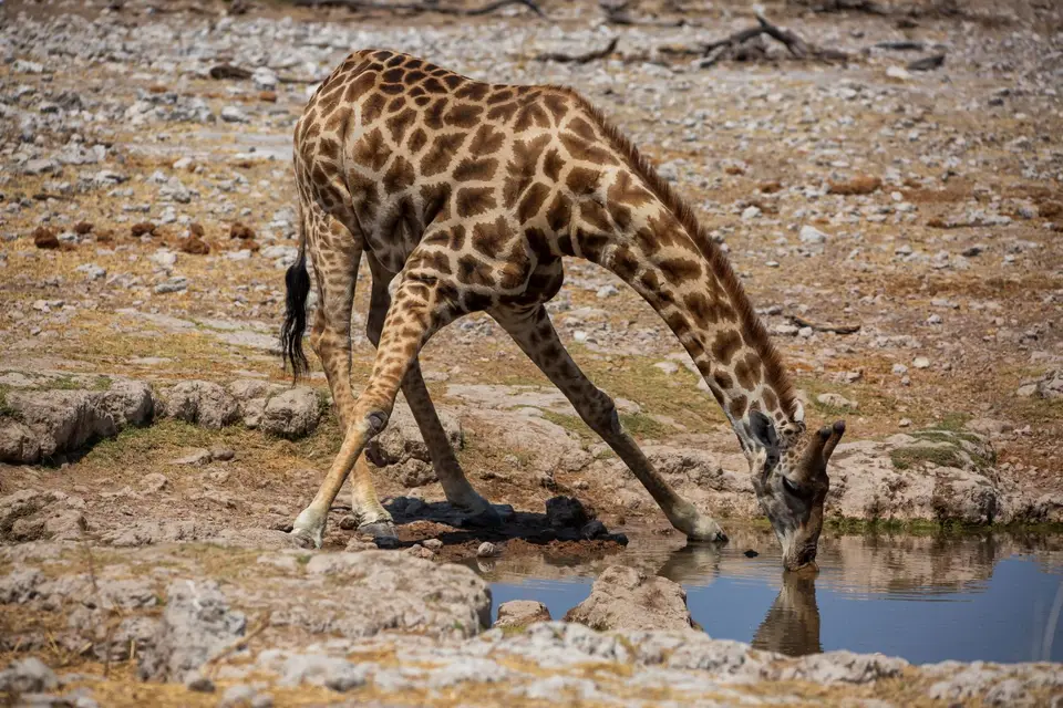 Namibia_Etosha_669.jpg